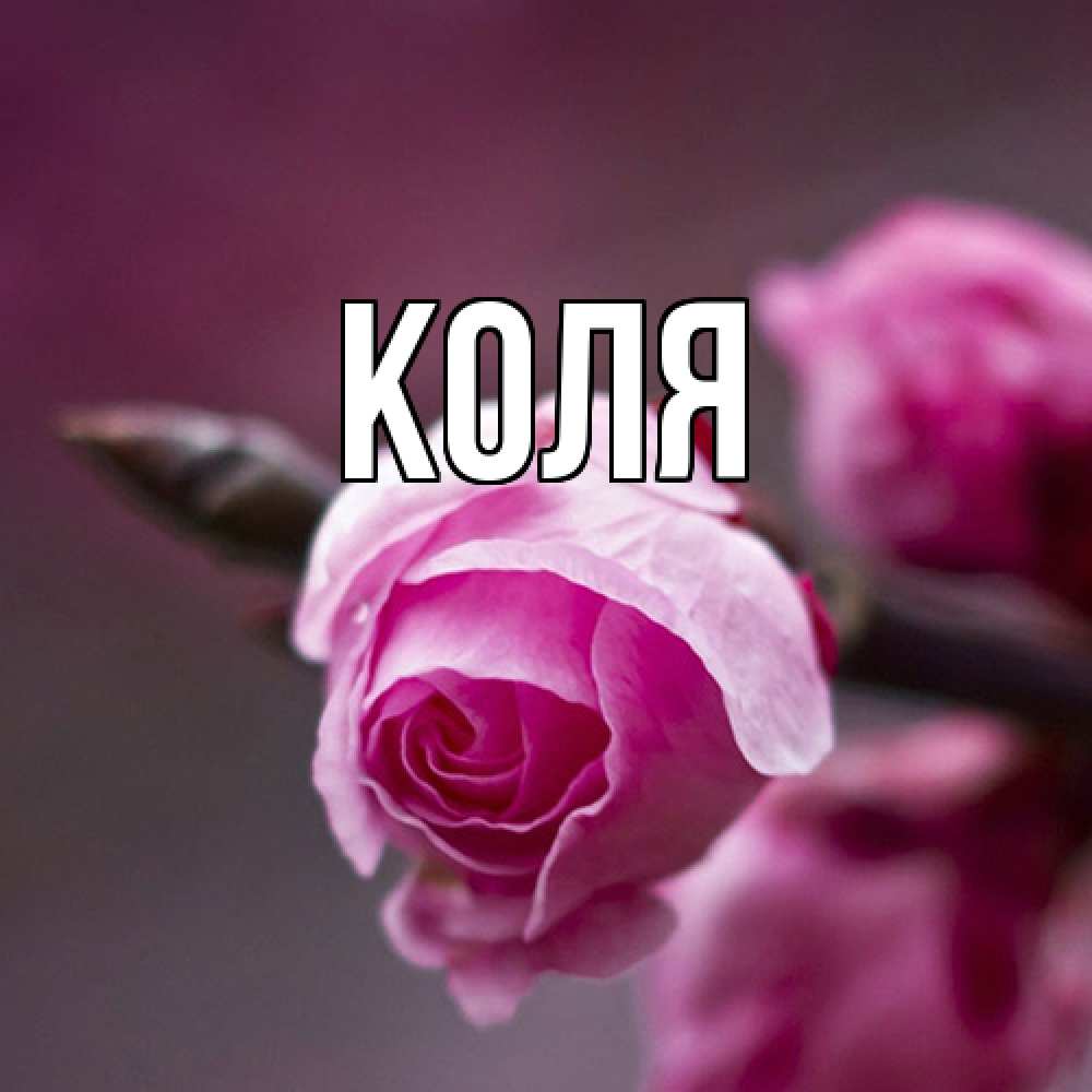 Открытка  с именем. коля, Главная  