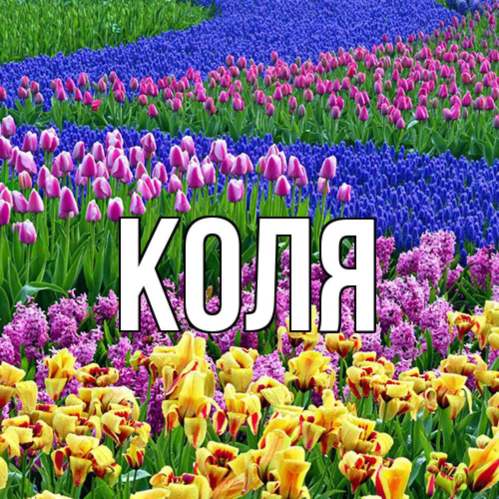 Открытка  с именем. коля, Главная  