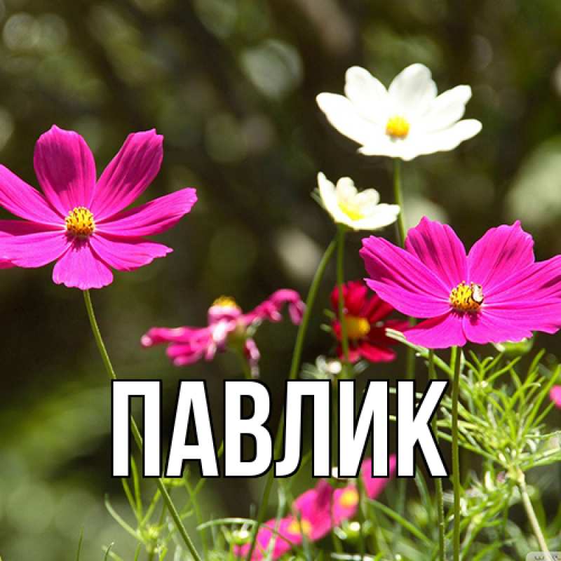 Картинка  с именем , Павлик
