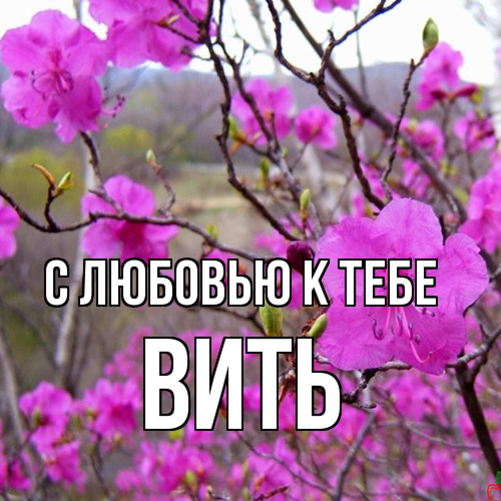 Открытка  с именем. Вить, С любовью к тебе  