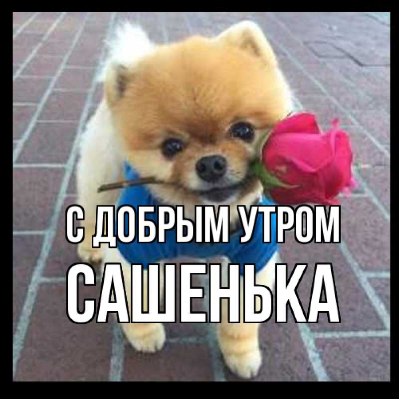 Картинка С добрым утром, Сашенька