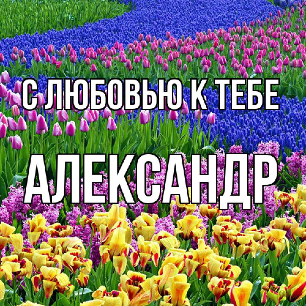 Открытка  с именем. Александр, С любовью к тебе  