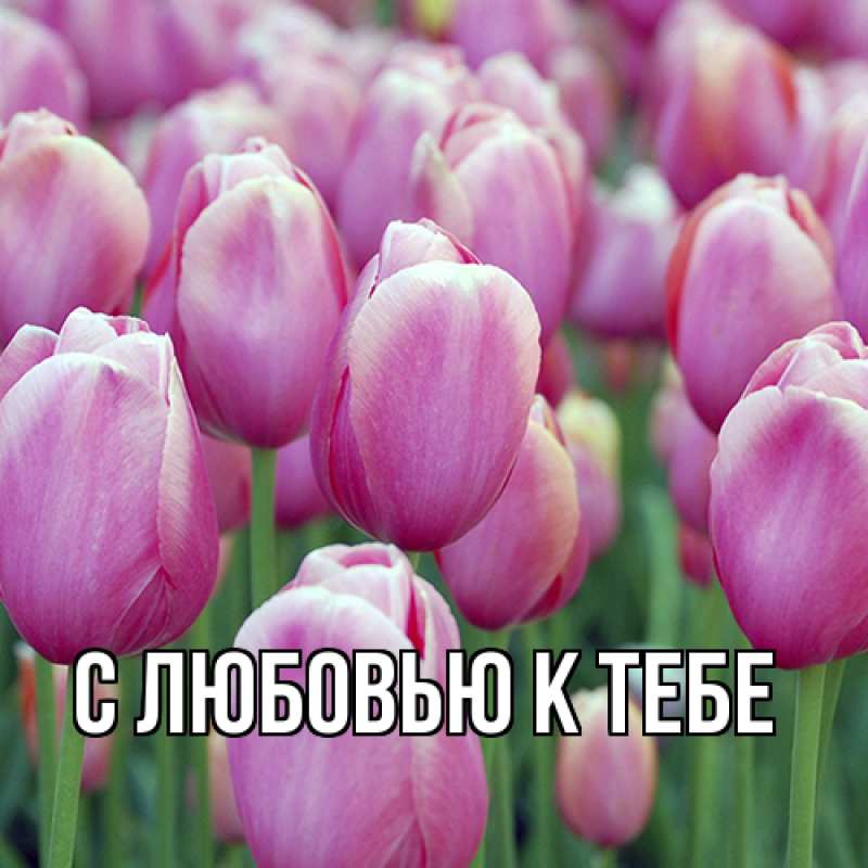 Картинка С любовью к тебе, 