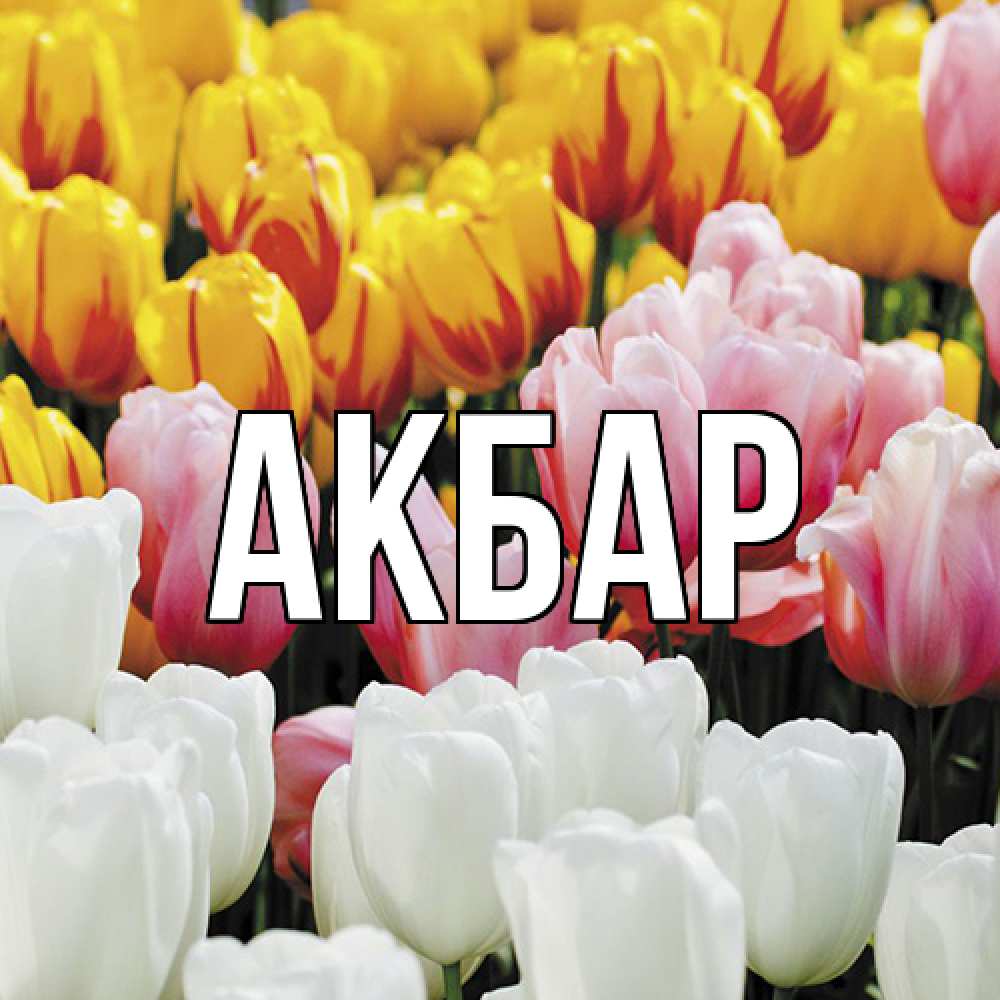 Открытка  с именем. Акбар, Главная  