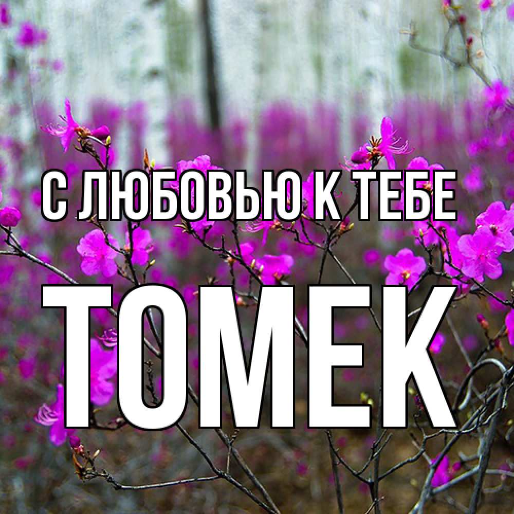 Открытка  с именем. Томек, С любовью к тебе  