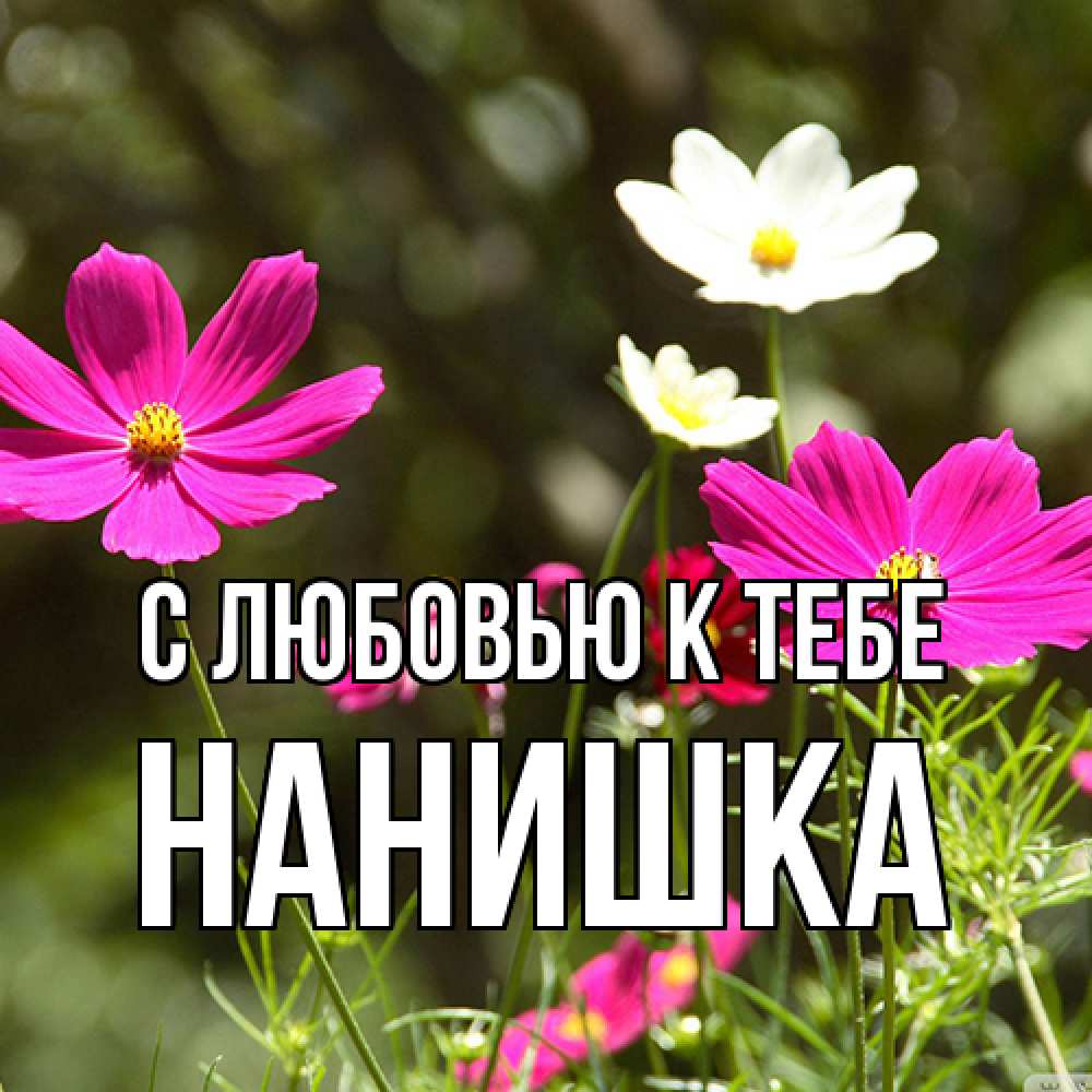 Открытка  с именем. Нанишка, С любовью к тебе  