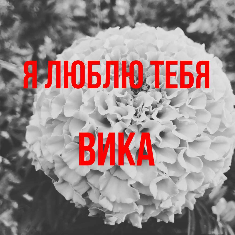 Открытка  с именем. Вика, Я люблю тебя  