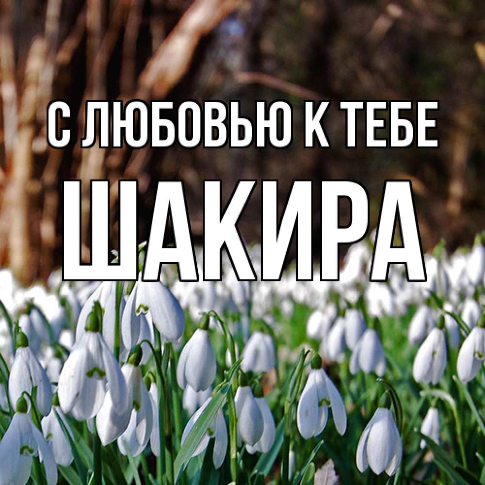 Открытка  с именем. Шакира, С любовью к тебе  