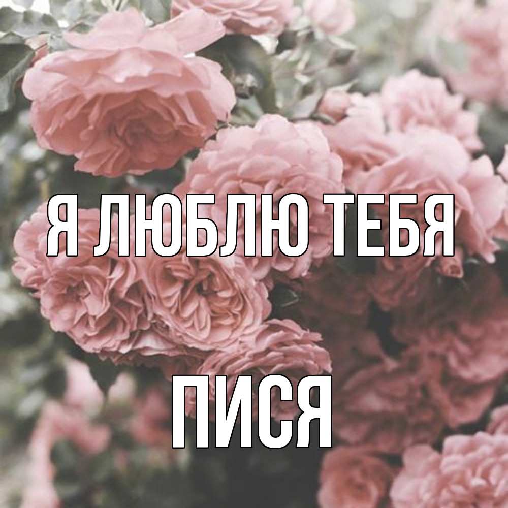 Открытка  с именем. пися, Я люблю тебя  