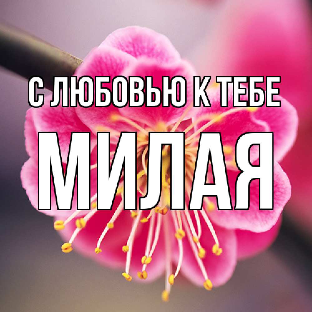 Открытка  с именем. МИЛАЯ, С любовью к тебе  