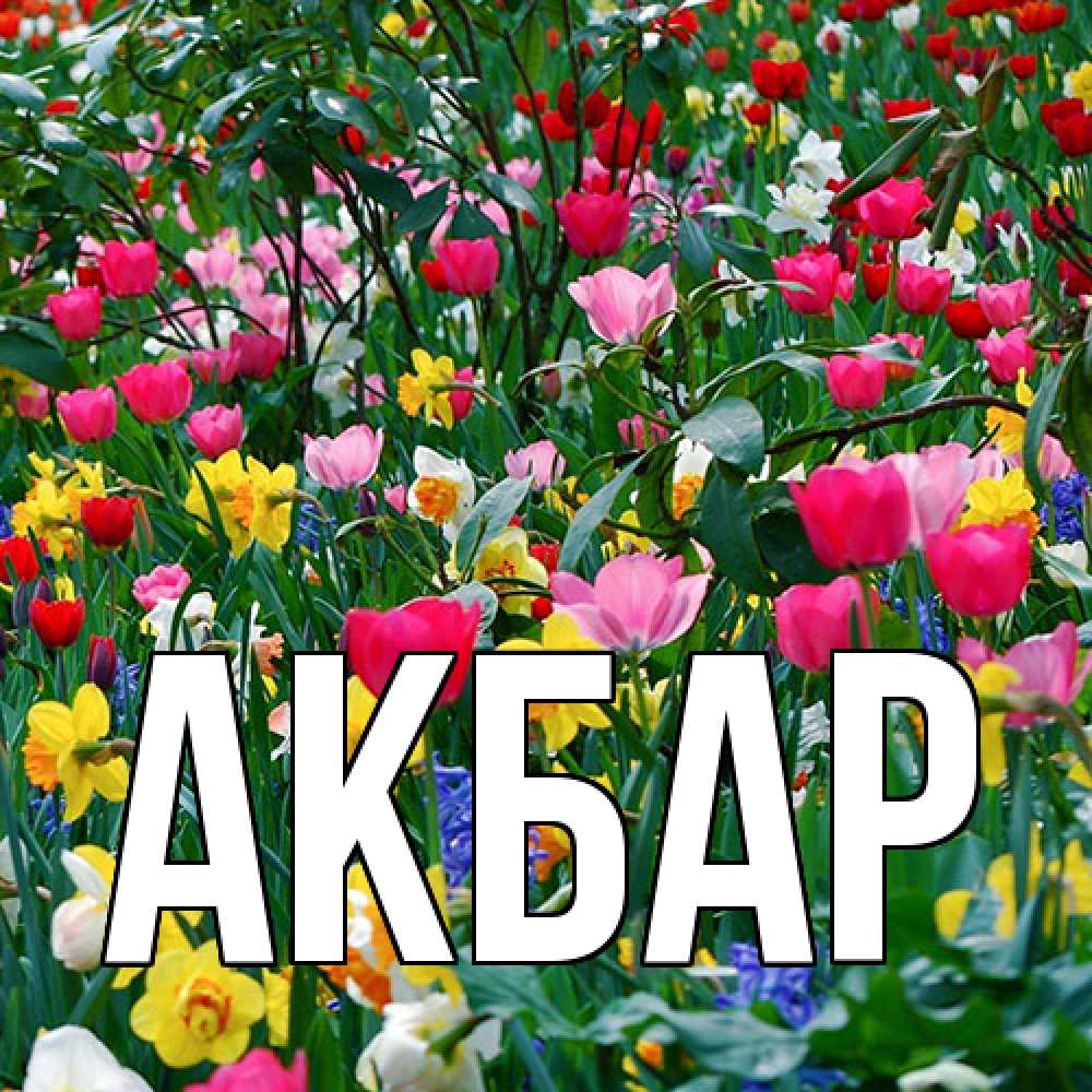 Открытка  с именем. Акбар, Главная  