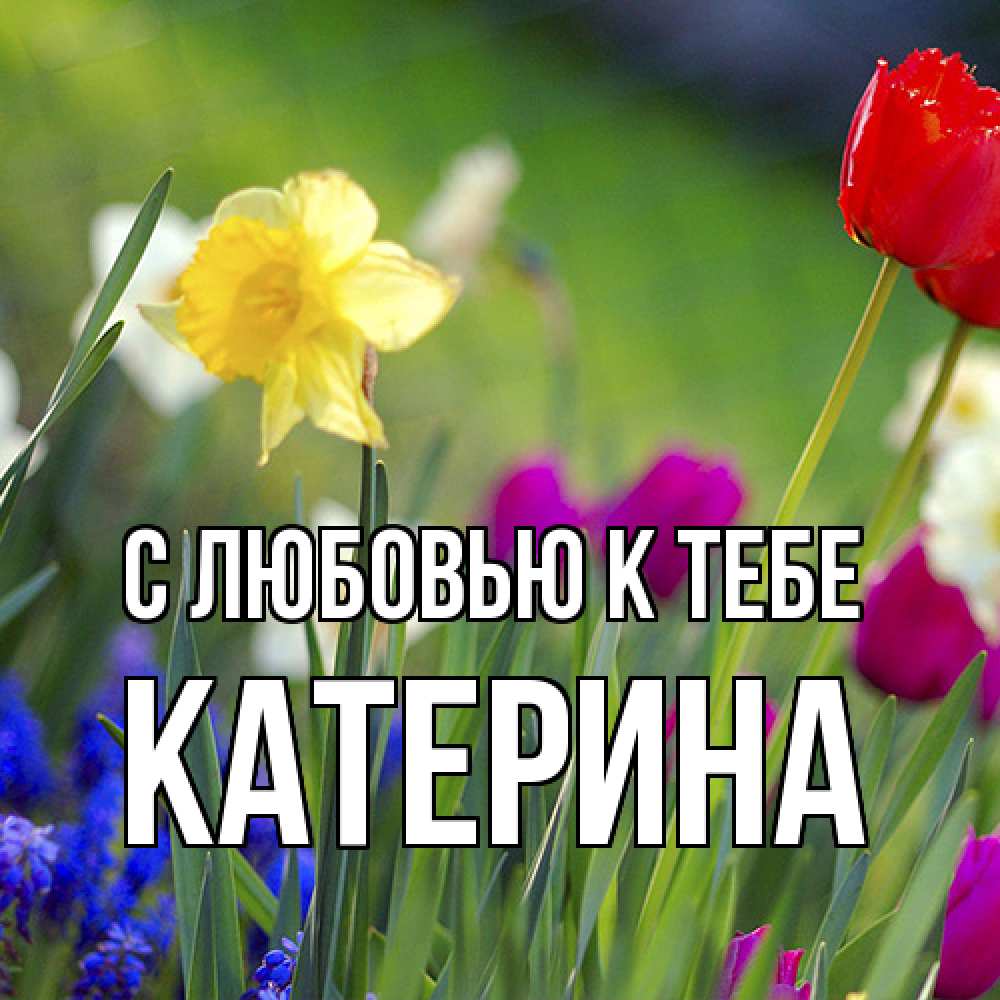 Открытка  с именем. Катерина, С любовью к тебе  