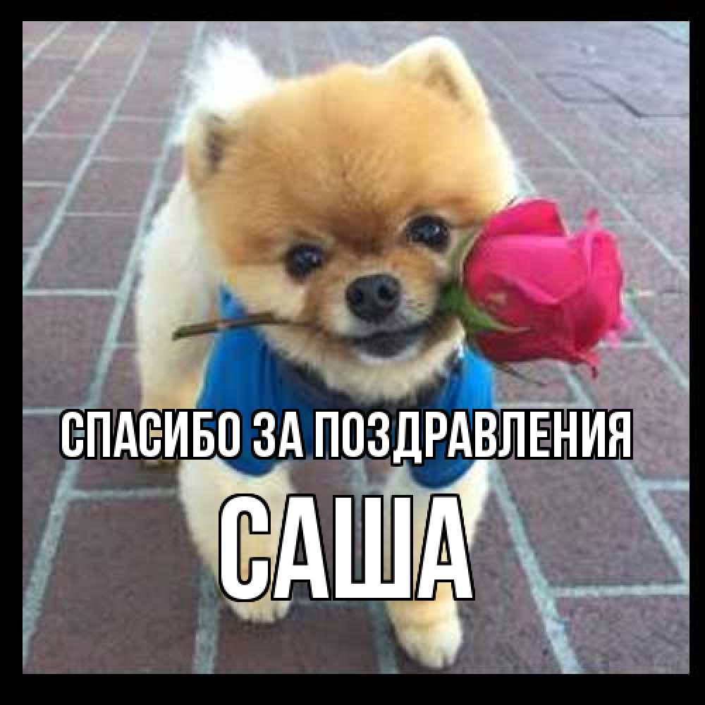 Открытка  с именем. Саша, Спасибо за поздравления  