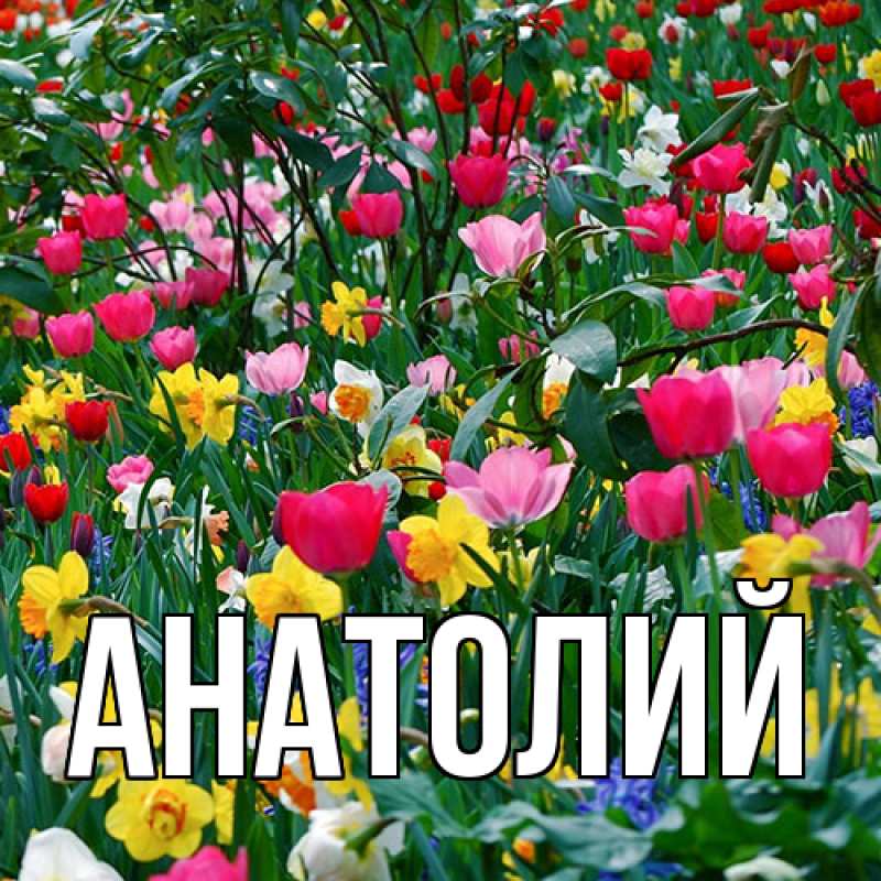 Картинка  с именем , Анатолий