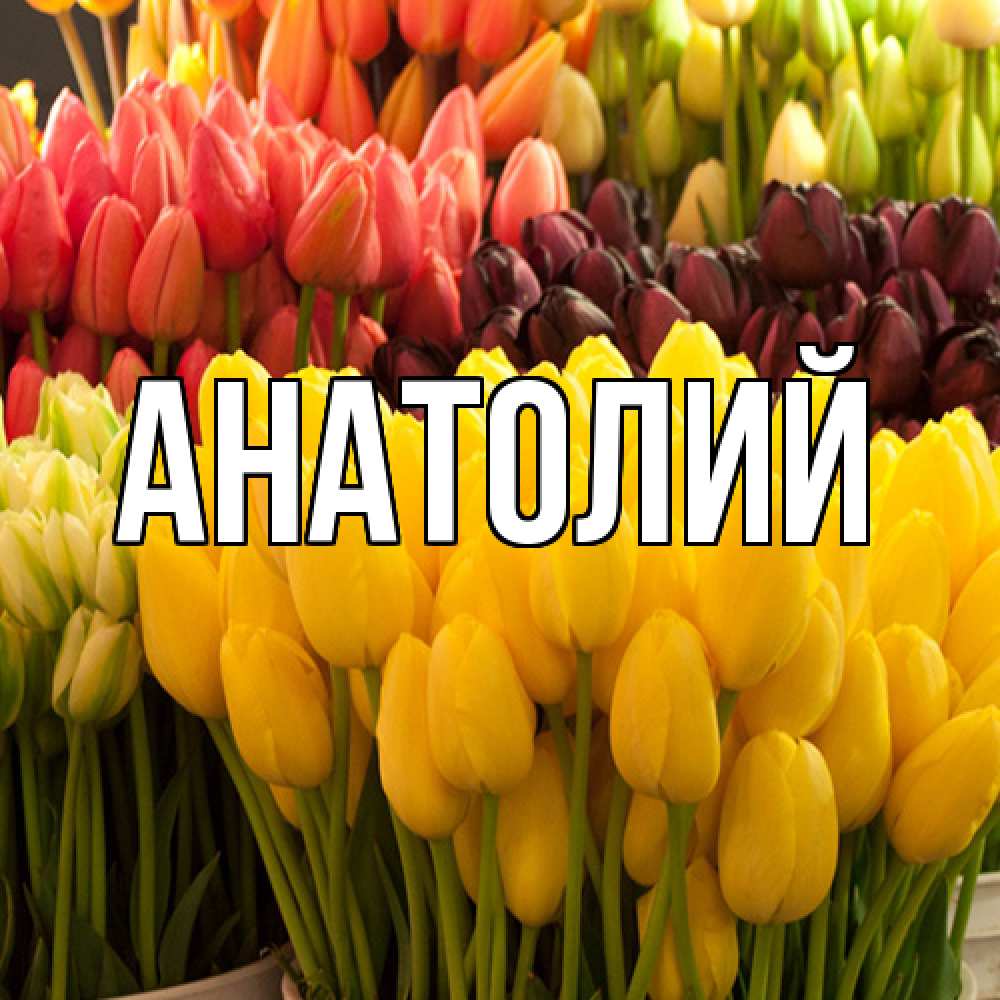 Открытка  с именем. Анатолий, Главная  