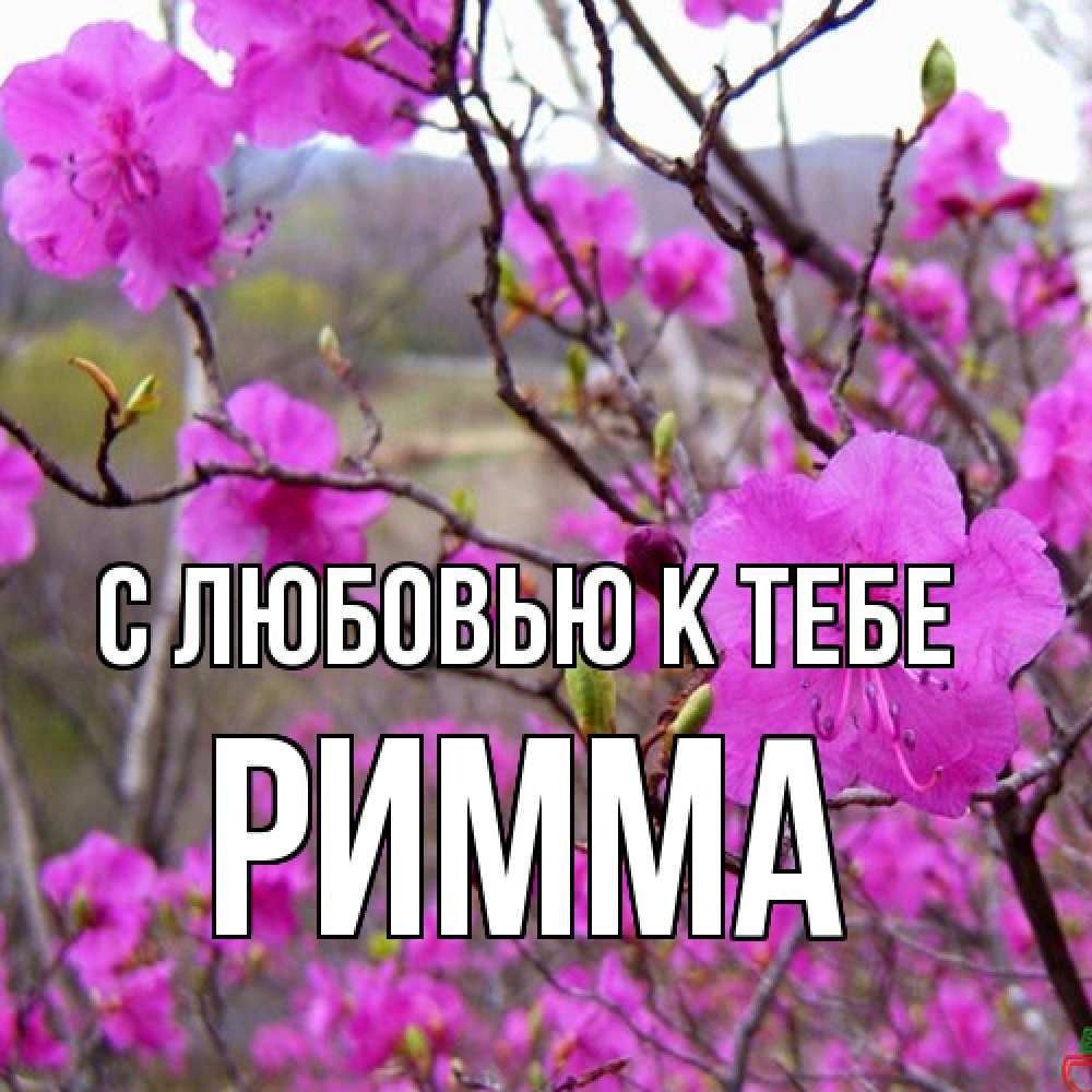 Открытка  с именем. Римма, С любовью к тебе  