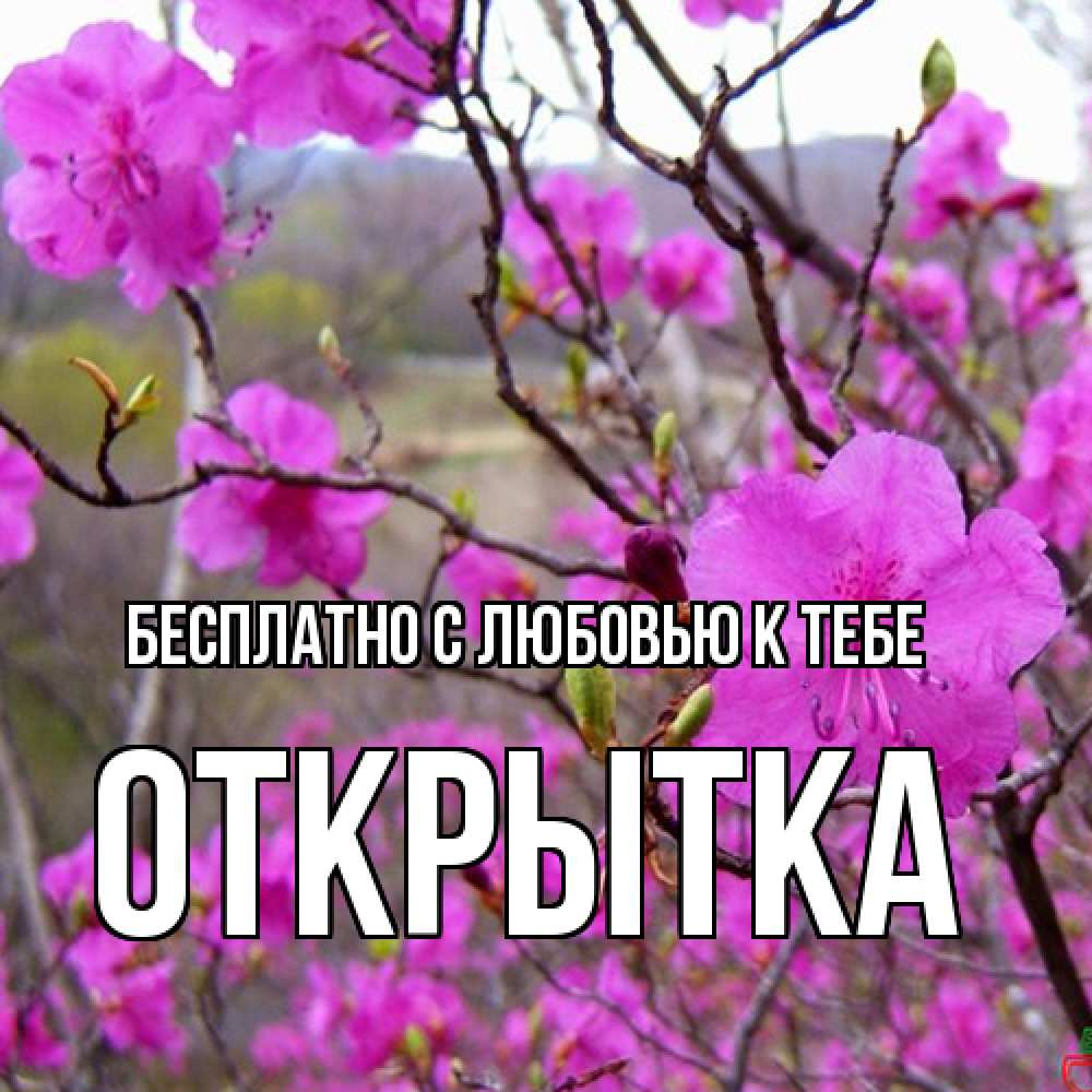 Открытка  с именем. открытка, С любовью к тебе  