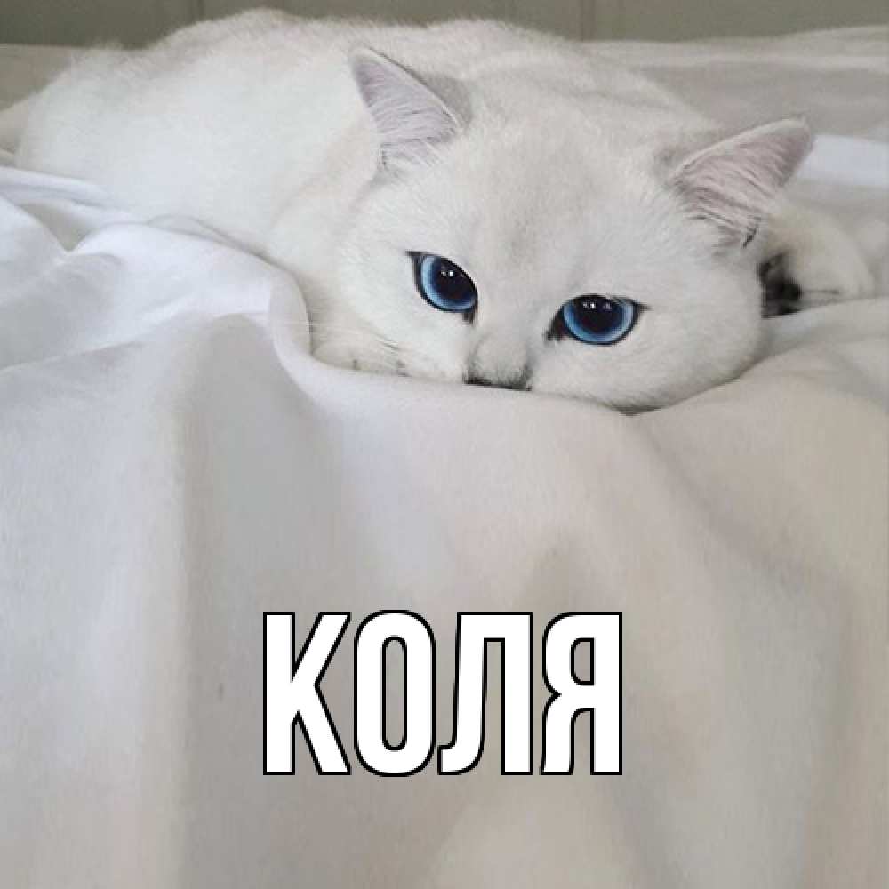 Открытка  с именем. коля, Главная  