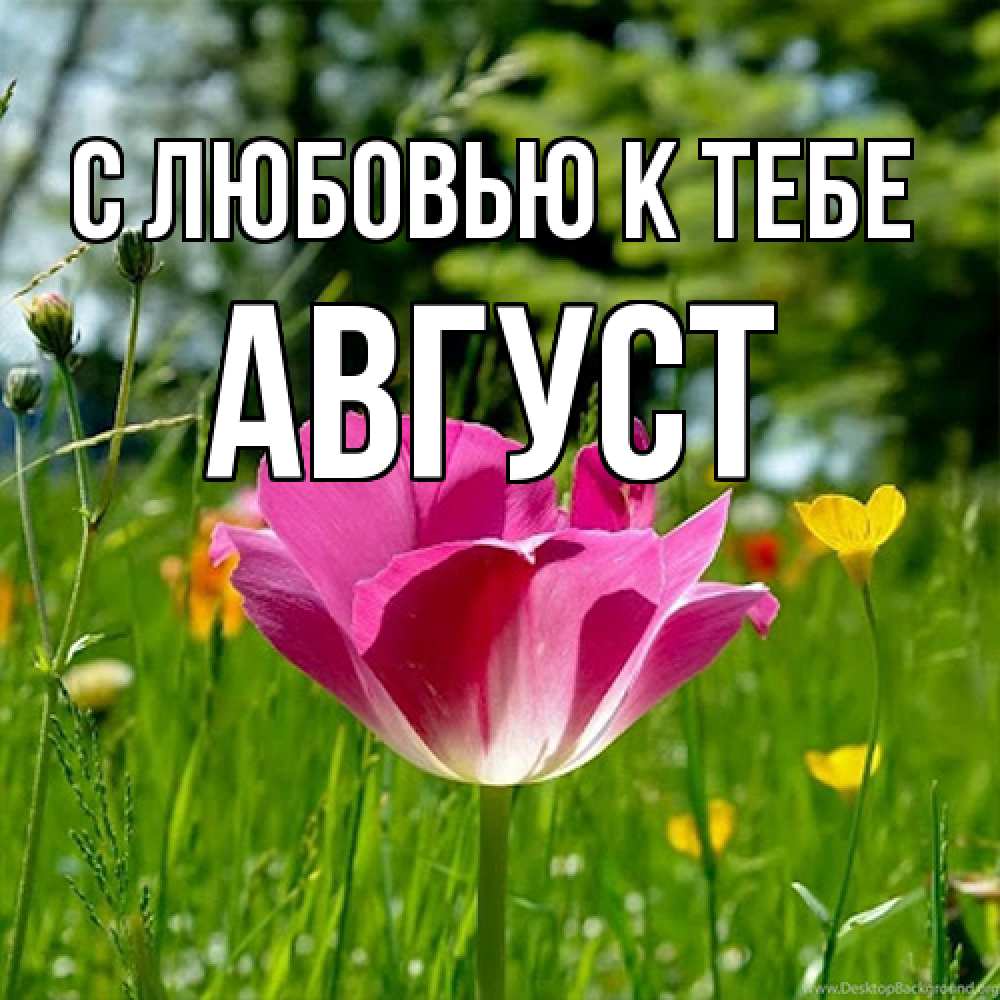 Открытка  с именем. Август, С любовью к тебе  