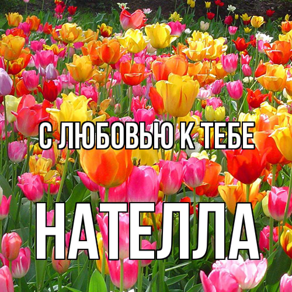 Открытка  с именем. Нателла, С любовью к тебе  