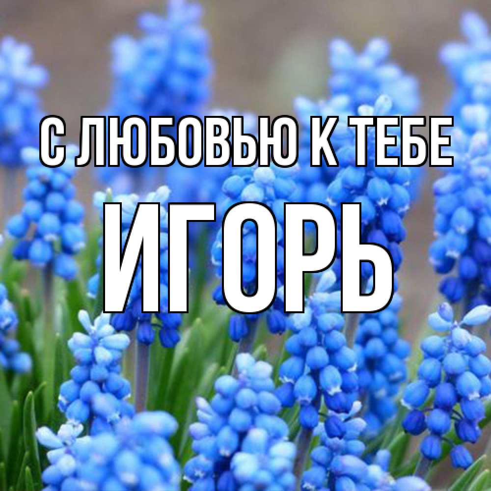 Открытка  с именем. Игорь, С любовью к тебе  