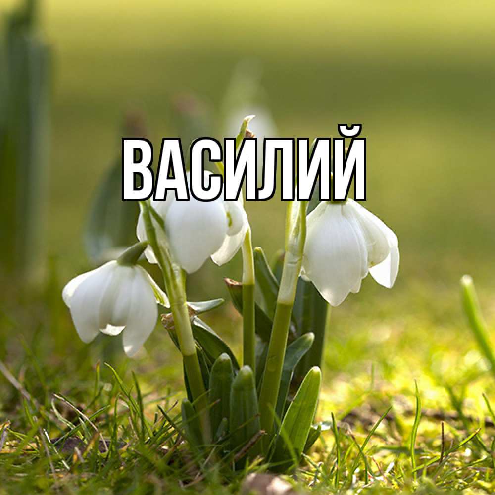 Открытка  с именем. Василий, Главная  