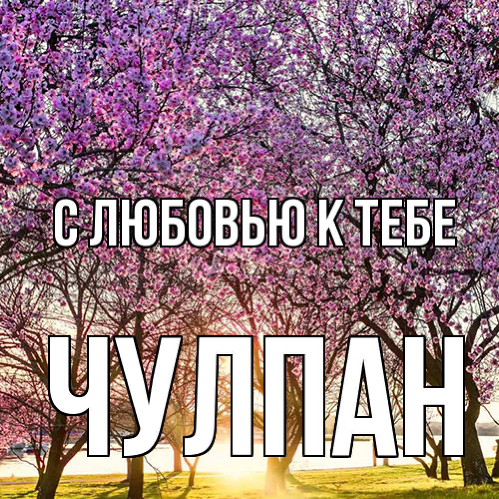 Открытка  с именем. Чулпан, С любовью к тебе  