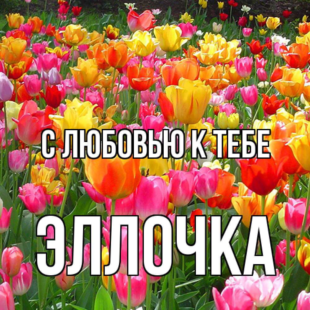 Открытка  с именем. Эллочка, С любовью к тебе  