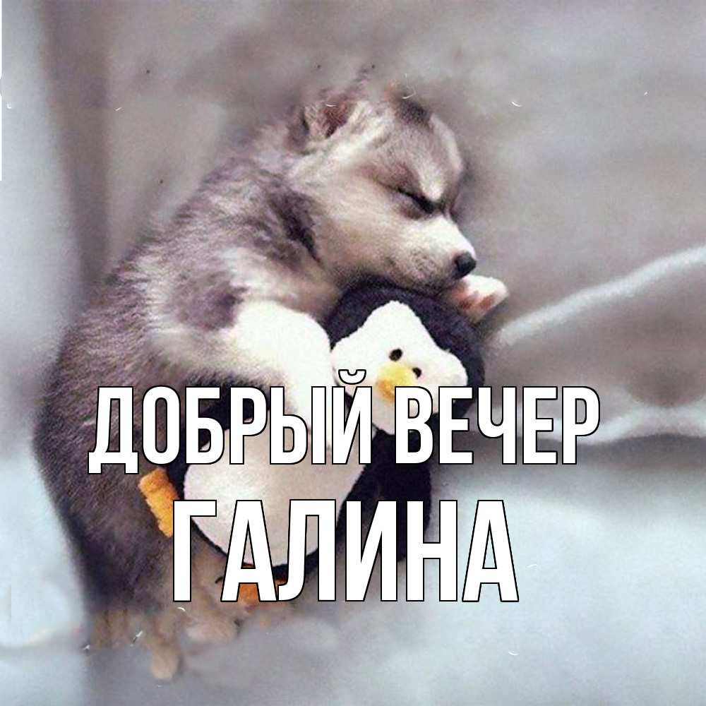 Открытка  с именем. Галина, Добрый вечер  