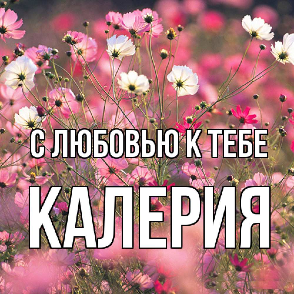 Открытка  с именем. Калерия, С любовью к тебе  