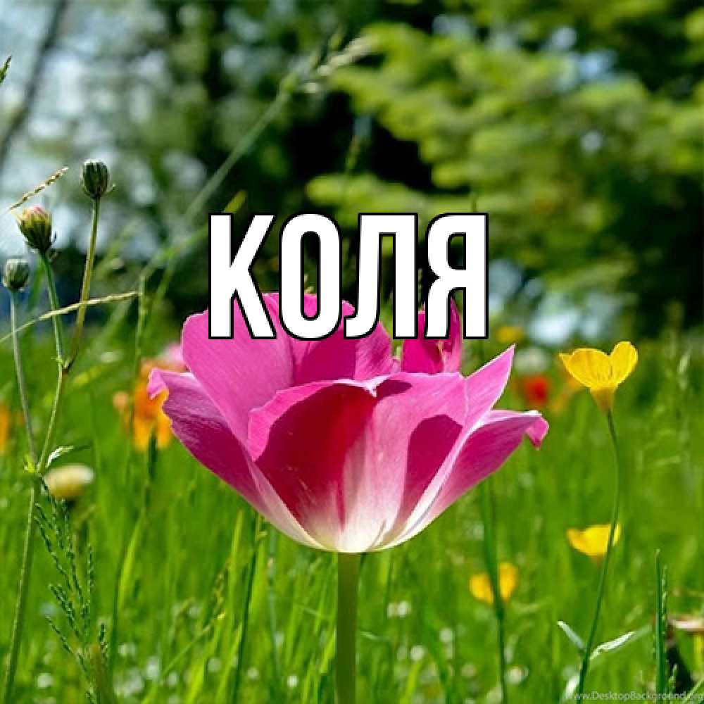 Открытка  с именем. коля, Главная  
