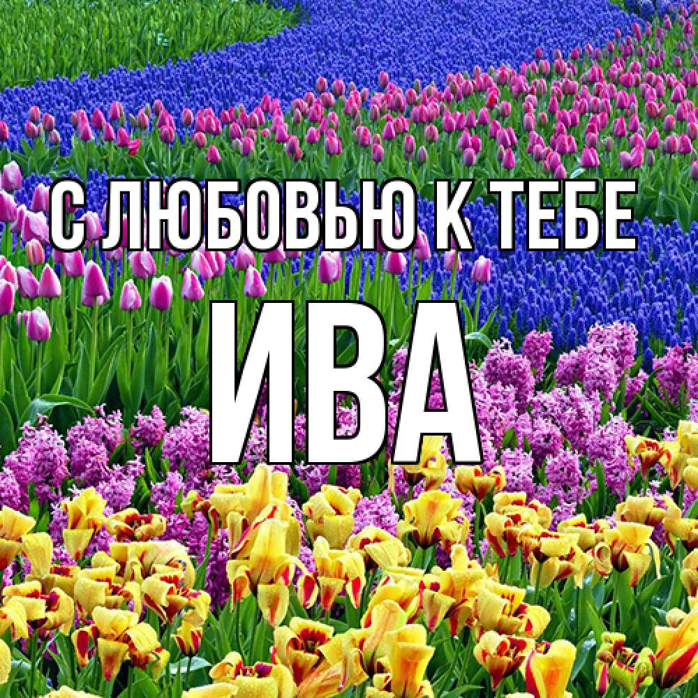 Открытка  с именем. Ива, С любовью к тебе  