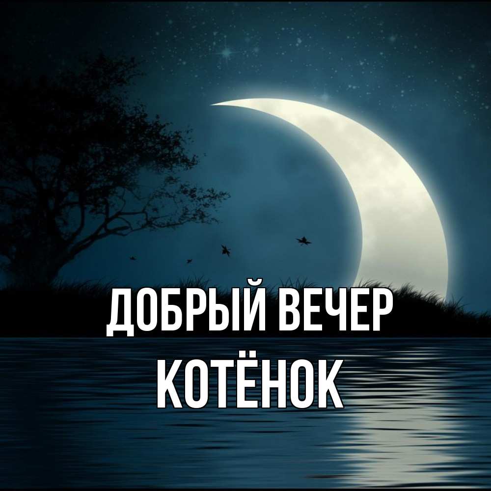 Открытка  с именем. Котёнок, Добрый вечер  