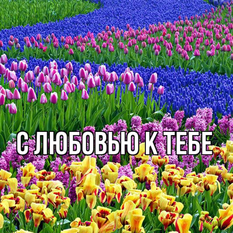 Картинка С любовью к тебе, 
