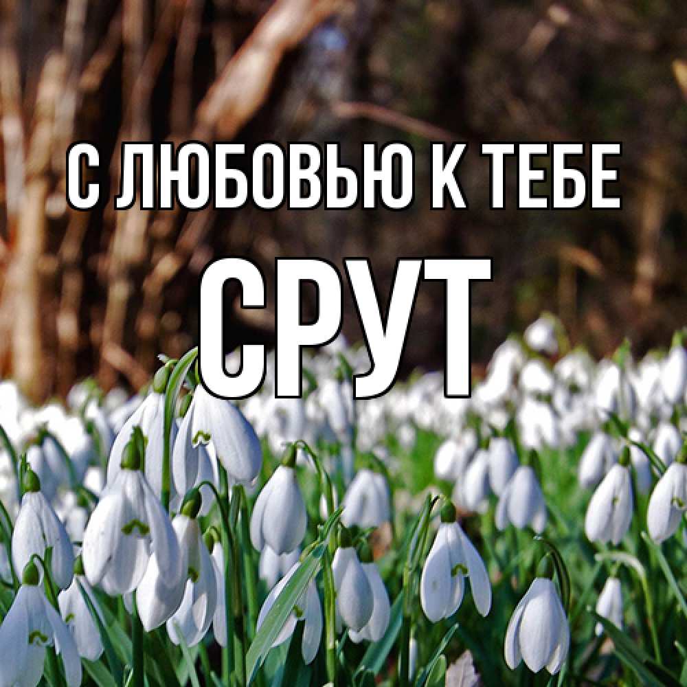 Открытка  с именем. срут, С любовью к тебе  
