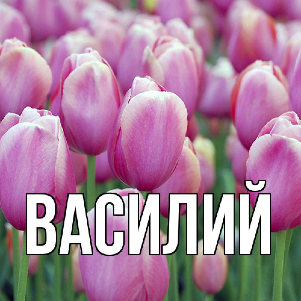 Открытка  с именем. Василий, Главная  