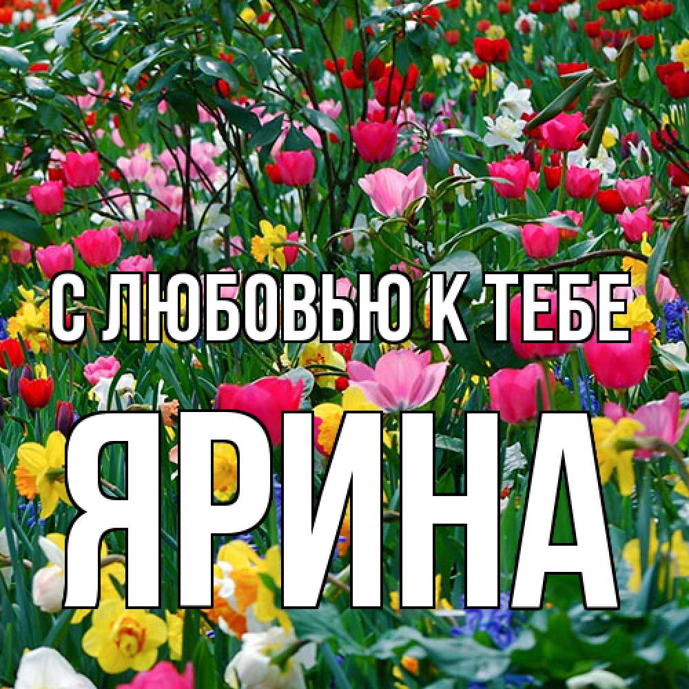 Открытка  с именем. Ярина, С любовью к тебе  