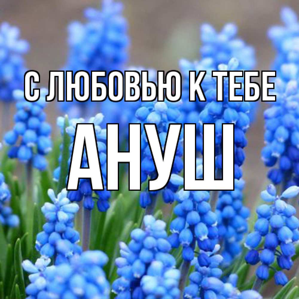 Открытка  с именем. Ануш, С любовью к тебе  