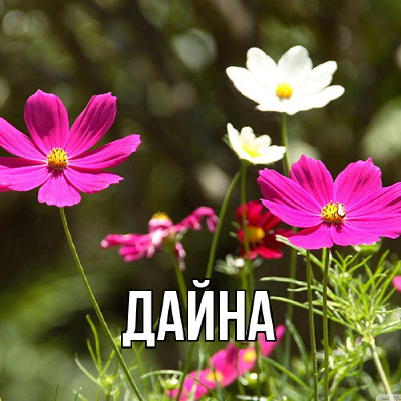 Картинка  с именем , Дайна