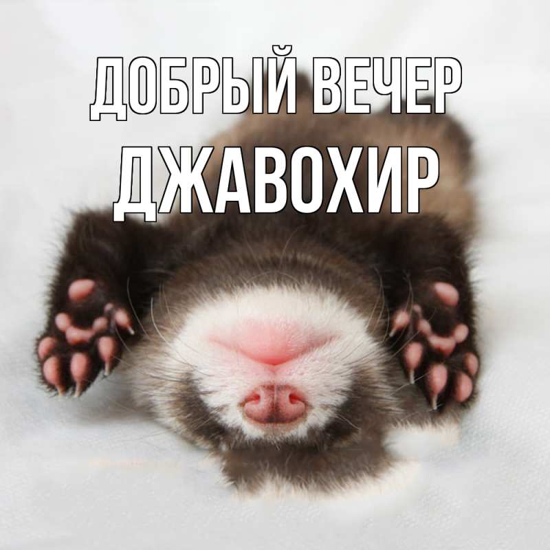 Картинка Добрый вечер, Джавохир