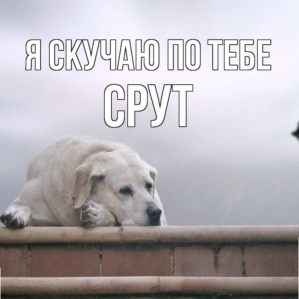 Открытка  с именем. срут, Я скучаю по тебе  