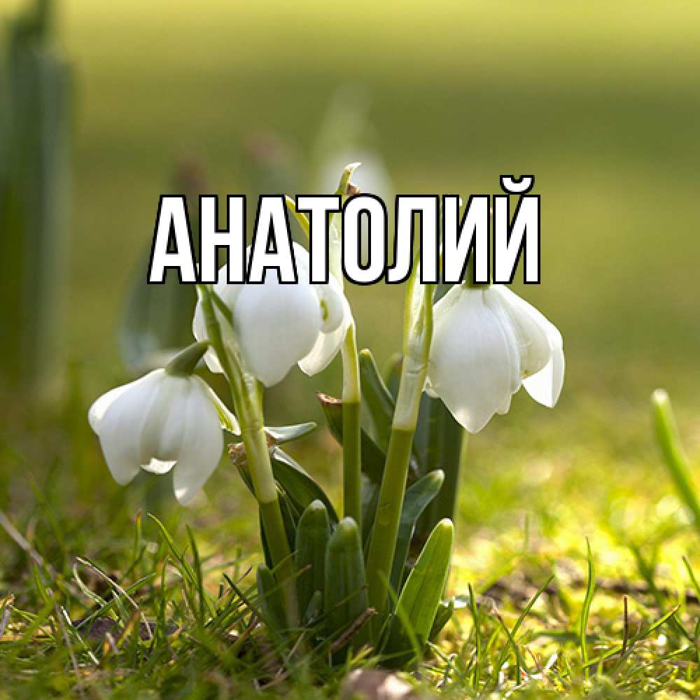 Открытка  с именем. Анатолий, Главная  