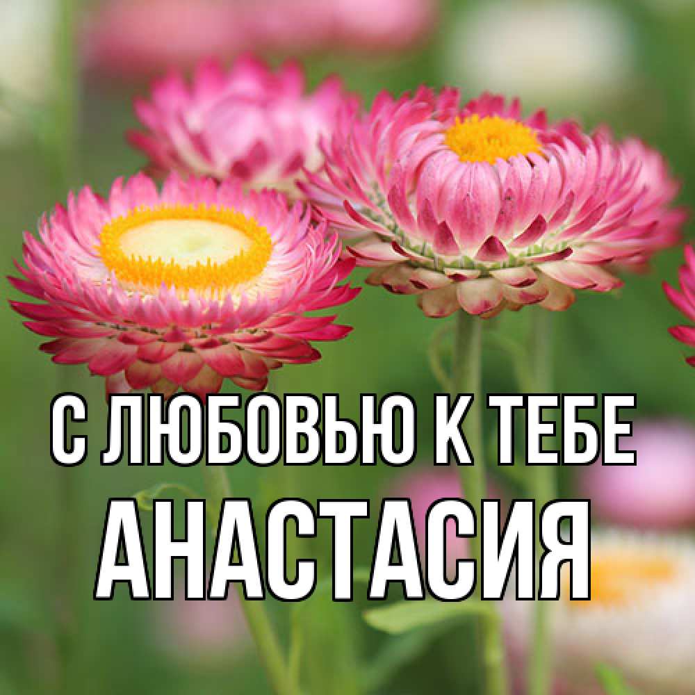 Открытка  с именем. Анастасия, С любовью к тебе  