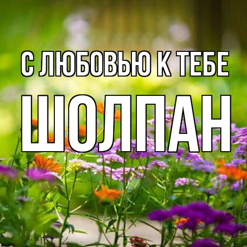 Открытка  с именем. Шолпан, С любовью к тебе  