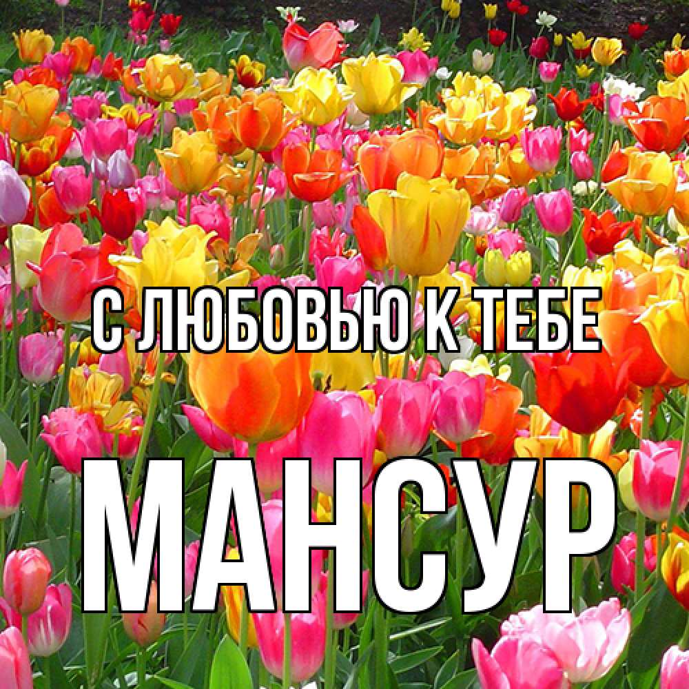 Открытка  с именем. Мансур, С любовью к тебе  