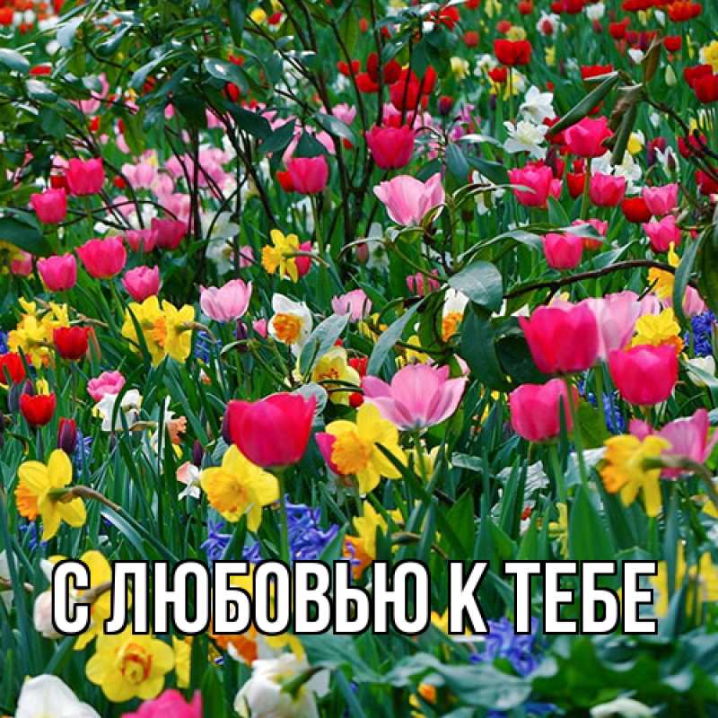 Картинка С любовью к тебе, 