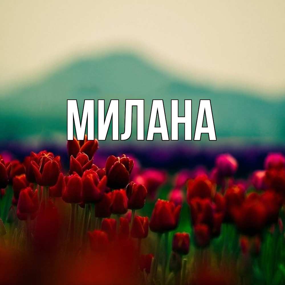 Открытка  с именем. Милана, Главная  
