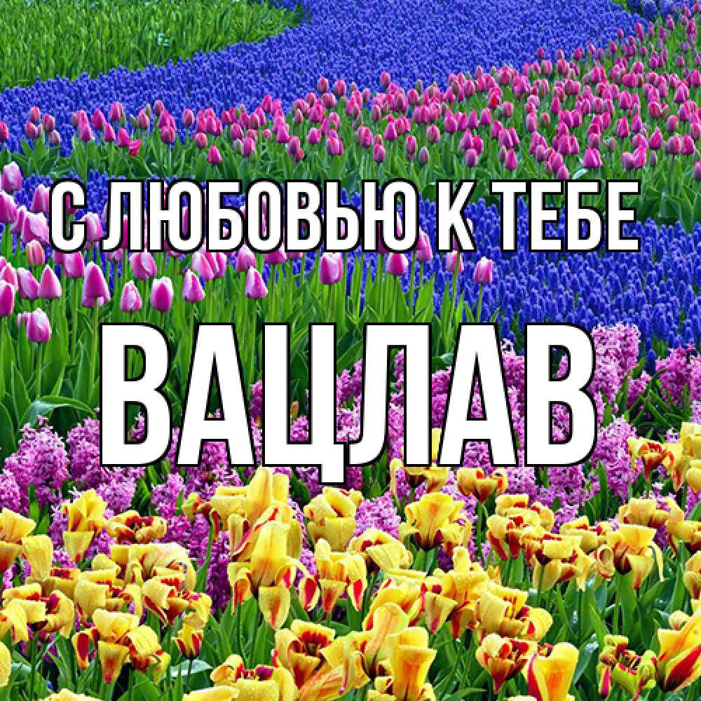 Открытка  с именем. Вацлав, С любовью к тебе  