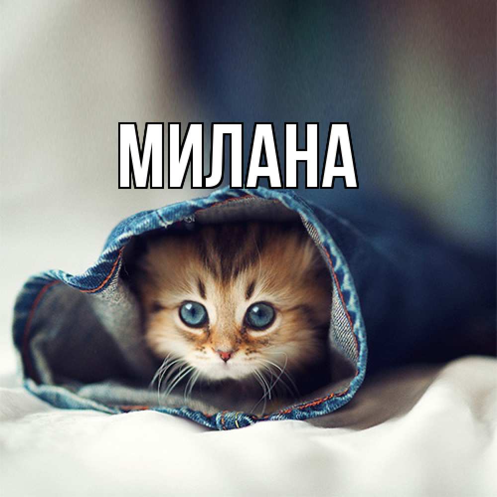 Открытка  с именем. Милана, Главная  