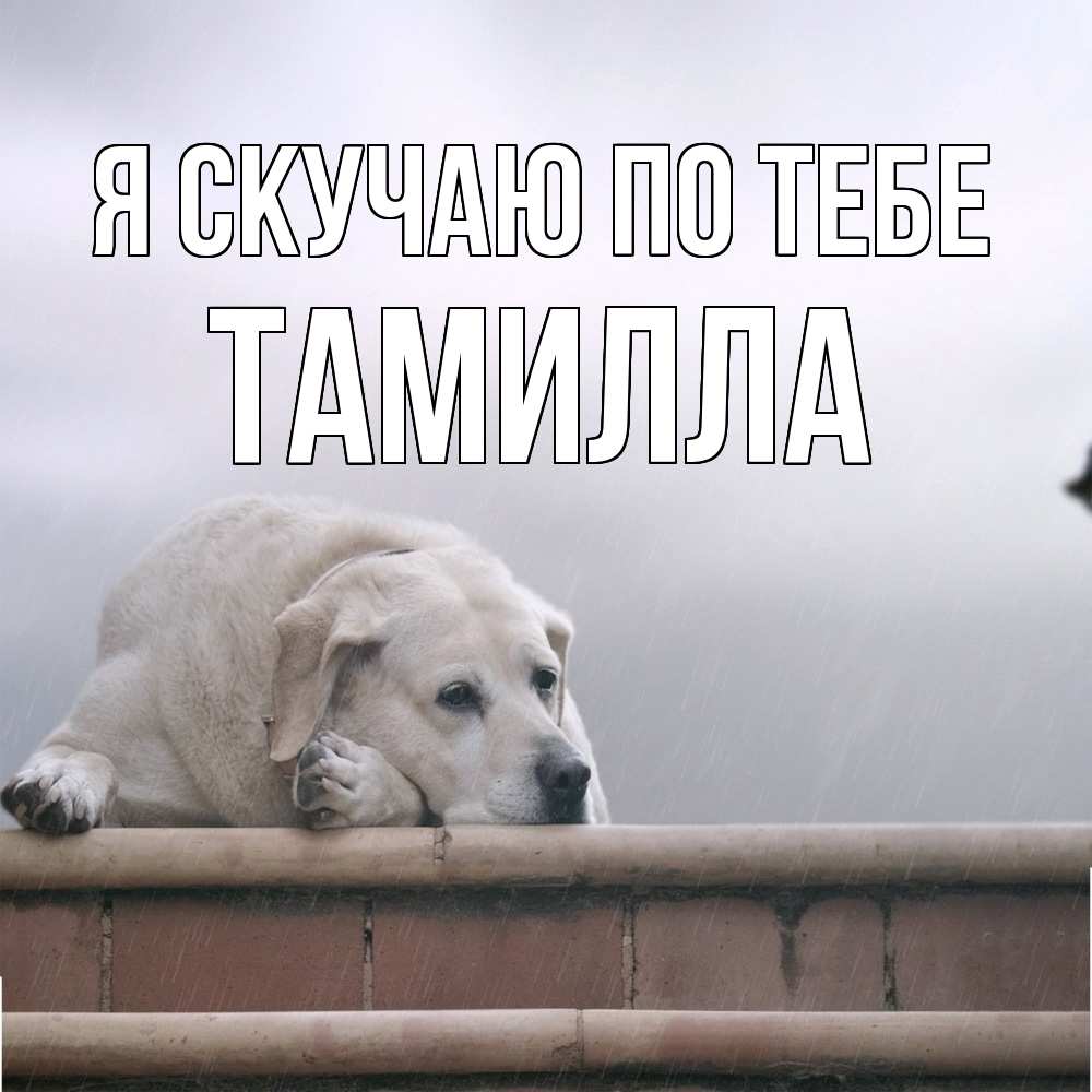 Открытка  с именем. Тамилла, Я скучаю по тебе  